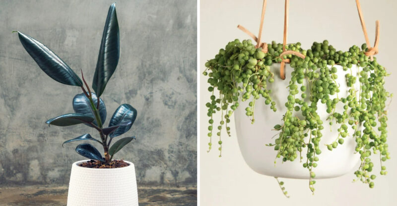 Indoor Plants That Bring California Homes To Life