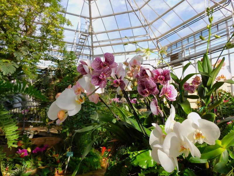 Fort Worth Botanic Garden – Rainforest Conservatory
