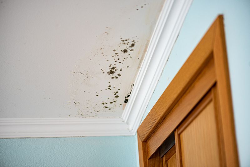 Apply Mold-Inhibiting Paint