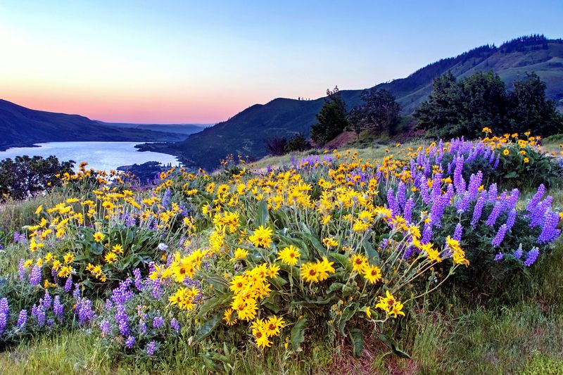 Tom McCall Preserve at Rowena