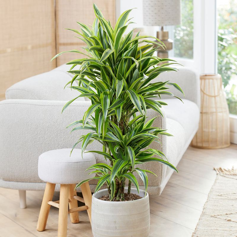 Indoor Plants That Are Common Across Texas Homes - Decor Hint Dracaena