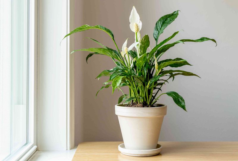 Peace Lily 'Domino'