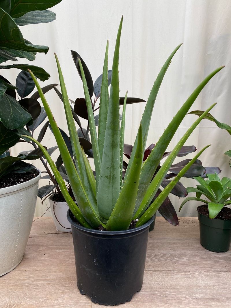Succulents That Make Indoor Gardening Easy In Arizona - Decor Hint Aloe Vera