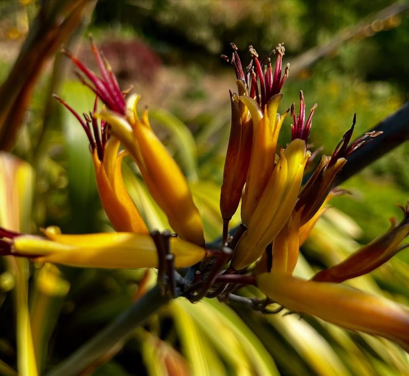 New Zealand Flax (Phormium Tenax)