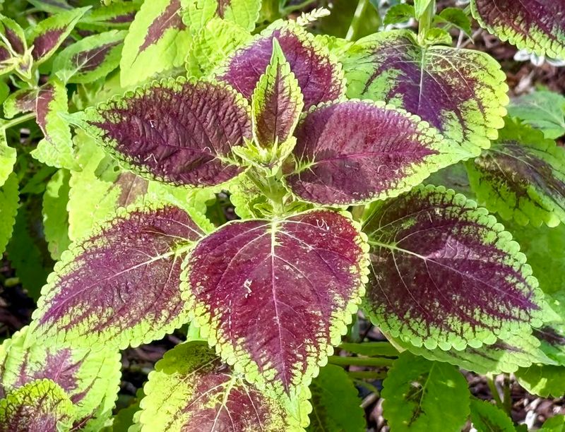 Coleus (Plectranthus Scutellarioides)