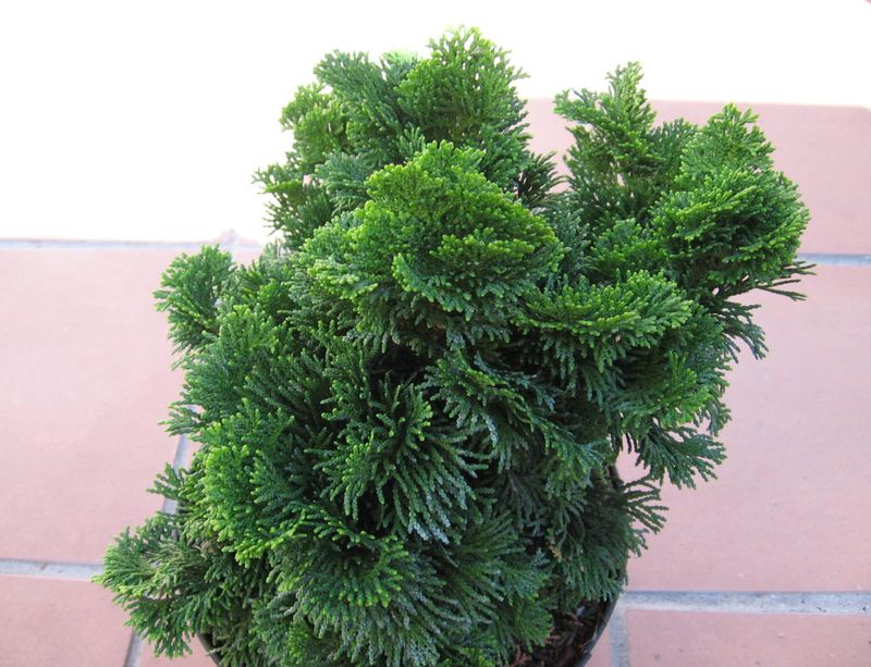 Hinoki Cypress (Chamaecyparis Obtusa 'Nana Gracilis')