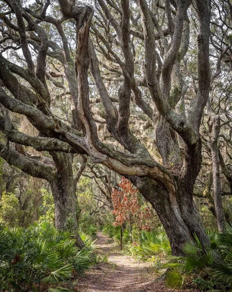 Cumberland Island National Seashore