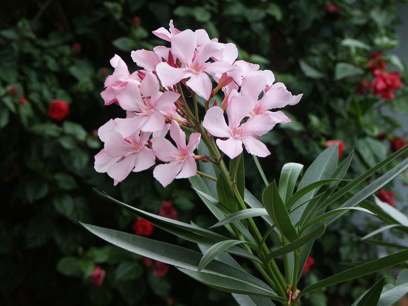 13 Plants In Texas You Should Never Plant - Decor Hint Oleander