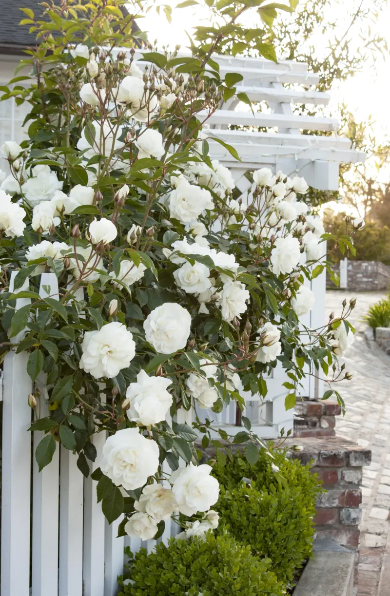 12 Flowers That Thrive In California And Make Your Yard Look Expensive - Decor Hint Iceberg Rose