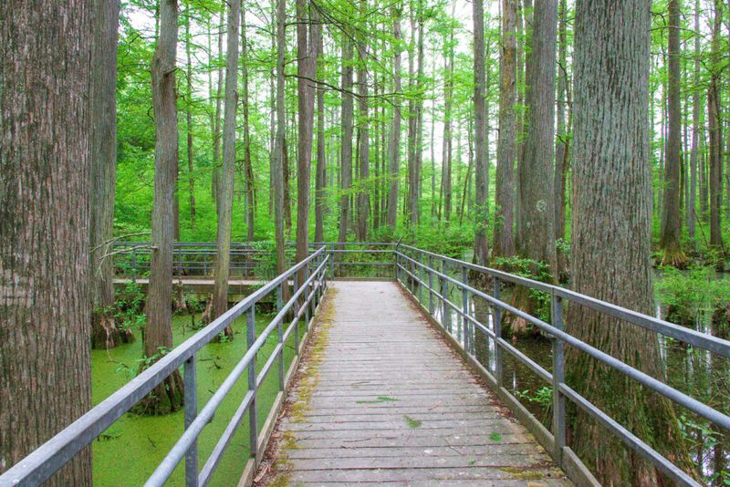 14 Scenic Weekend Drives Across Illinois That Are Worth The Time Off - Decor Hint Cache River Wetlands Scenic Byway