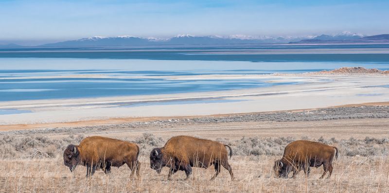 Antelope Island State Park: Wildlife Haven on the Great Salt Lake