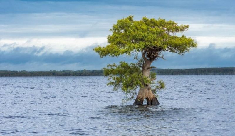 19 Florida Lakes Locals Visit When They Want True Peace - Decor Hint Blue Cypress Lake, Indian River County