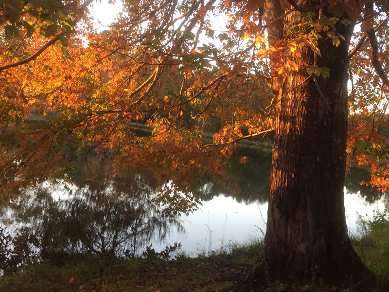 14 Hidden Lakes In Alabama That Are Perfect For Fishing Camping And Escaping It All - Decor Hint Payne Lake