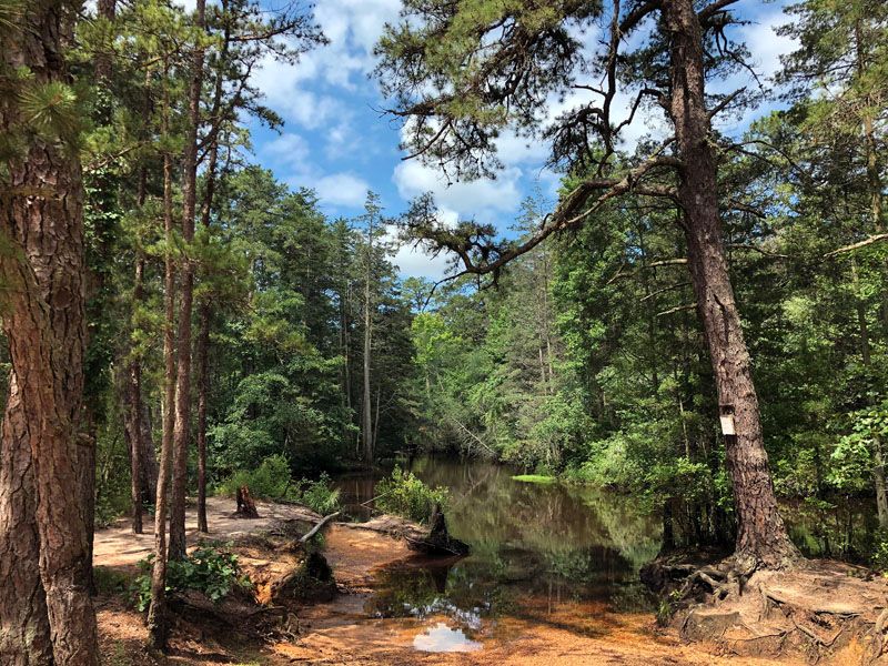 11 Weekend Getaways From New Jersey Filled With Adventure And Nature - Decor Hint The Pine Barrens