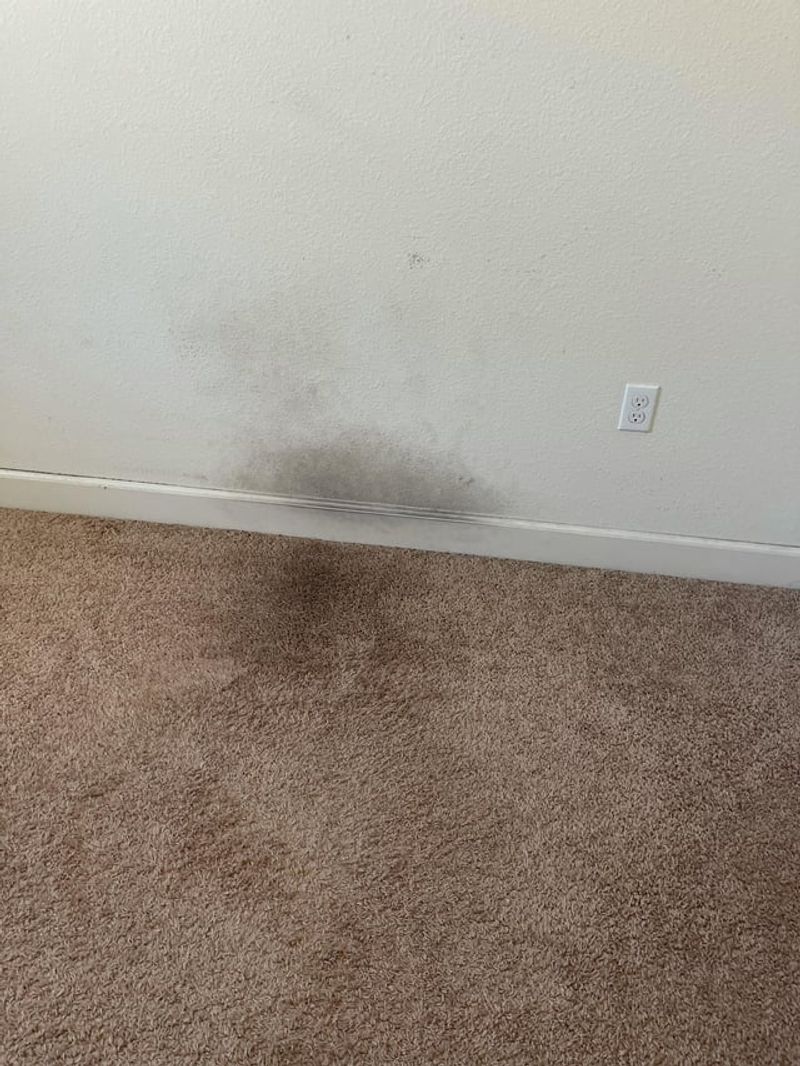 Home Design Trends In Florida People Don't Like - Decor Hint Wall-to-Wall Carpeting
