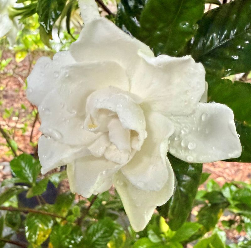 13 Flowers That Bloom Beautifully In Georgia And Instantly Upgrade Your Yard - Decor Hint Gardenia