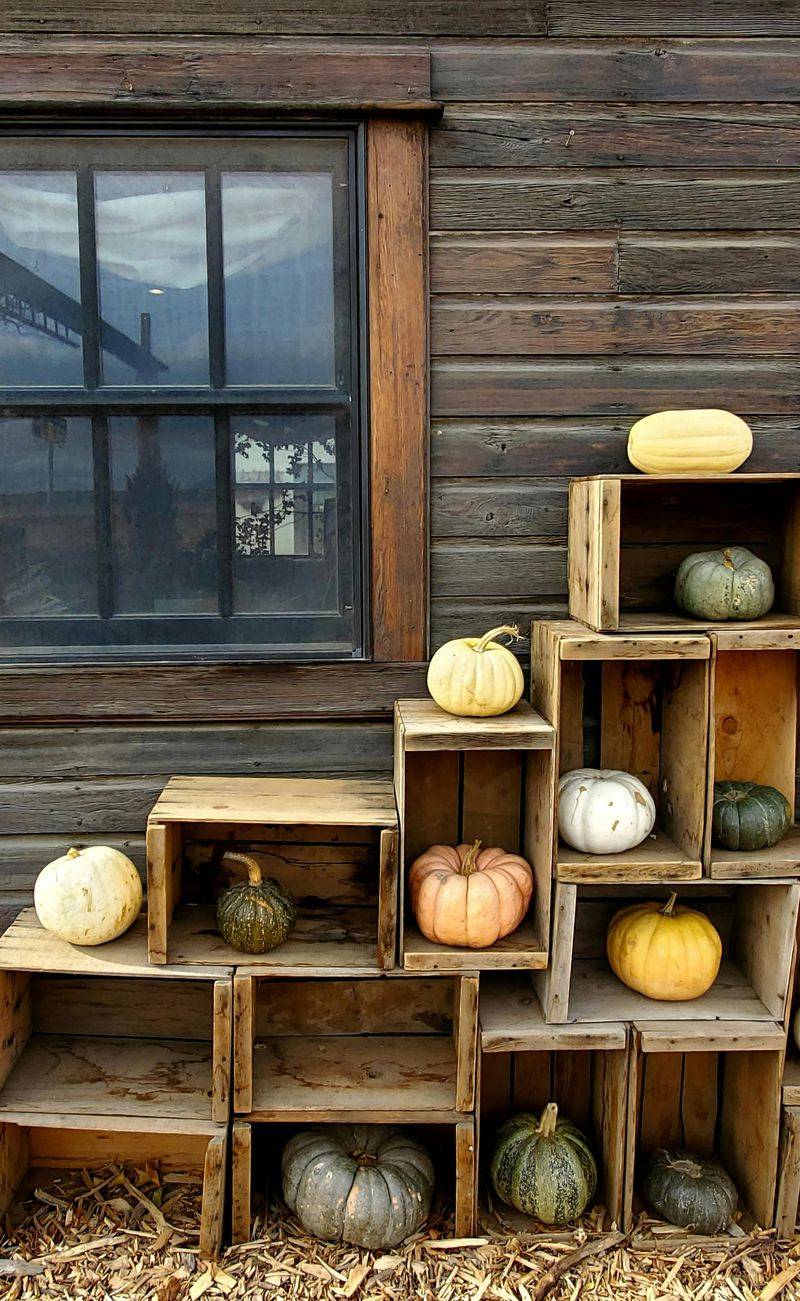 Wooden Crates Stacked With Colorful Pumpkins