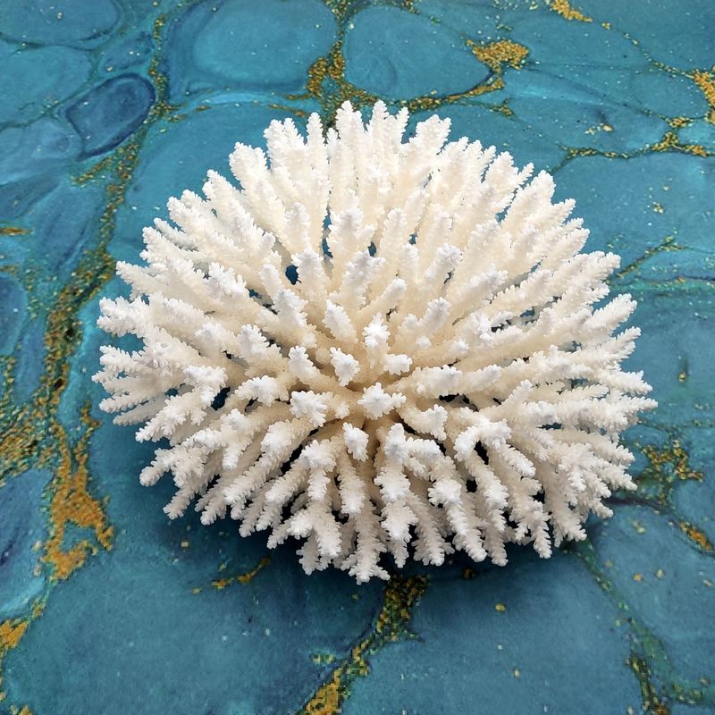 California Beach-Inspired Décor That Transforms Homes - Decor Hint Seashell and Coral Displays