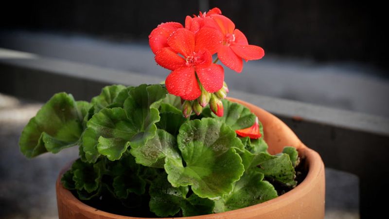 Geraniums
