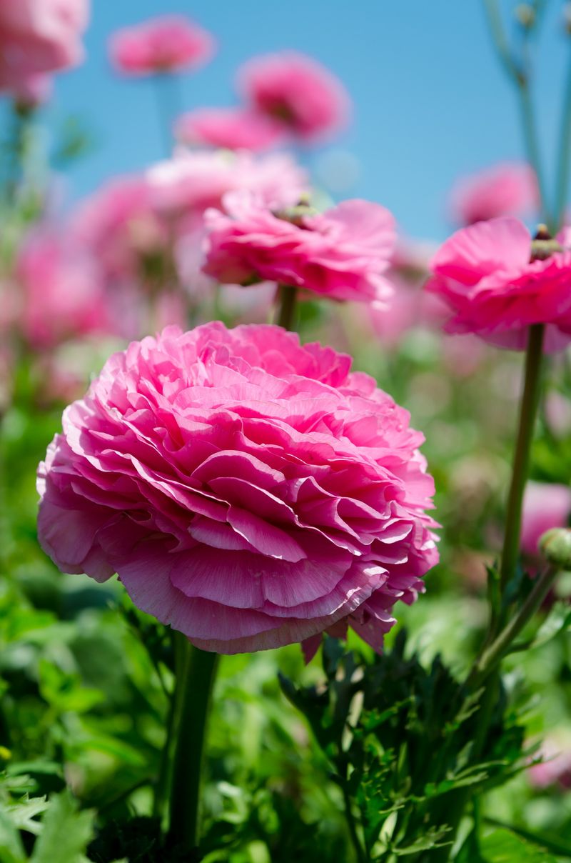 12 Flowers That Thrive In California And Make Your Yard Look Expensive - Decor Hint Ranunculus