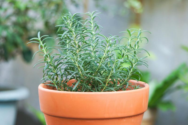 Rosemary (Rosmarinus Officinalis)