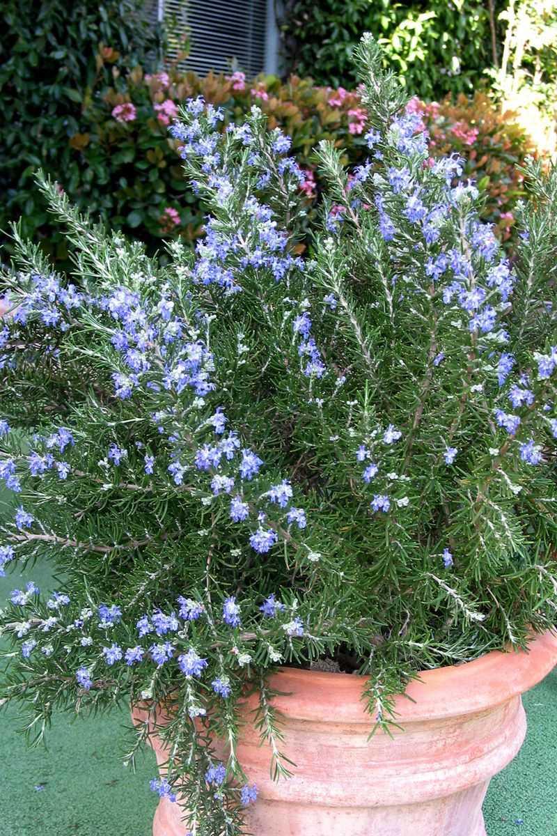 15 Plants In California That Belong In Every Garden - Decor Hint Rosemary