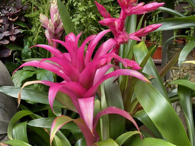 Fall Garden Mistakes Every Colorado Homeowner Should Know About - Decor Hint Planting Non-Native Plants