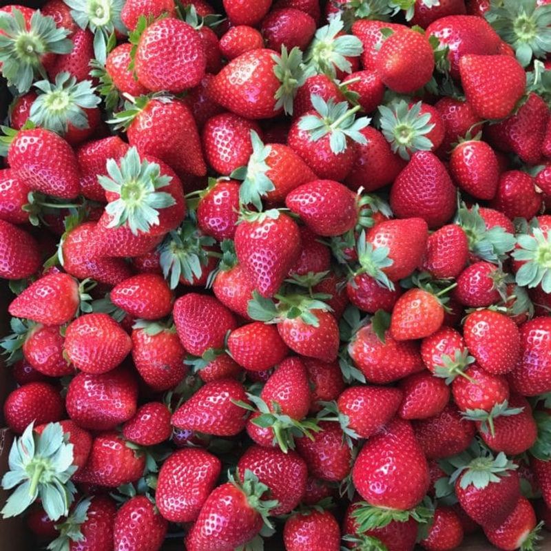 Florida Foods Locals Know Better Than Anyone - Decor Hint Strawberries from Plant City