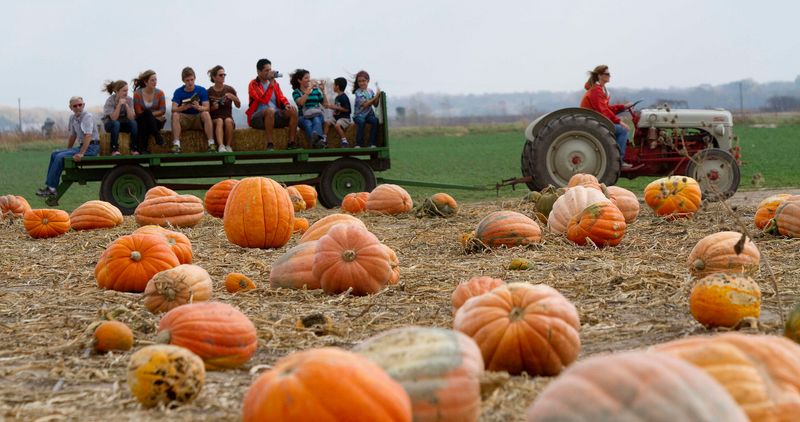 Schaake's Pumpkin Patch, Lawrence
