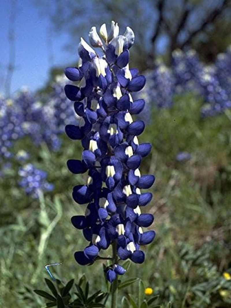 Bluebonnet Baking Soda Carpet Refresher