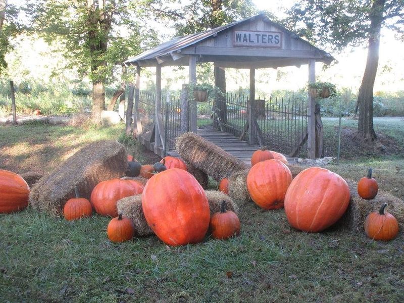 Walters' Pumpkin Patch Corn Maze, Burns