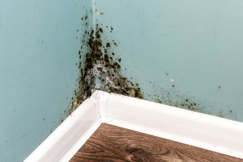 Louisiana Homeowners Are Turning To This Budget-Friendly Upgrade To Fight Mold - Decor Hint The Rising Threat Of Mold In Louisiana Homes