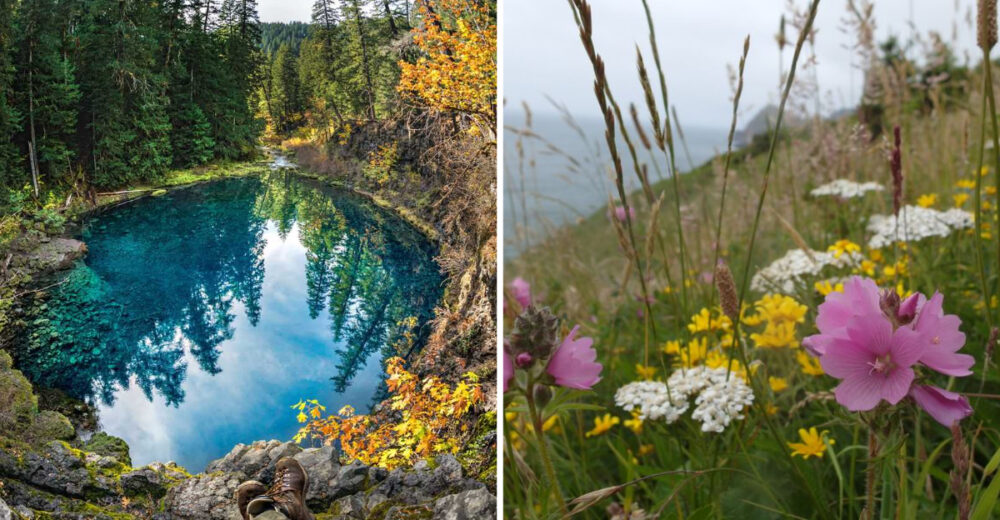 Magical Oregon Trails Covered In Blooms That Feel Like Hidden Gardens - Decor Hint