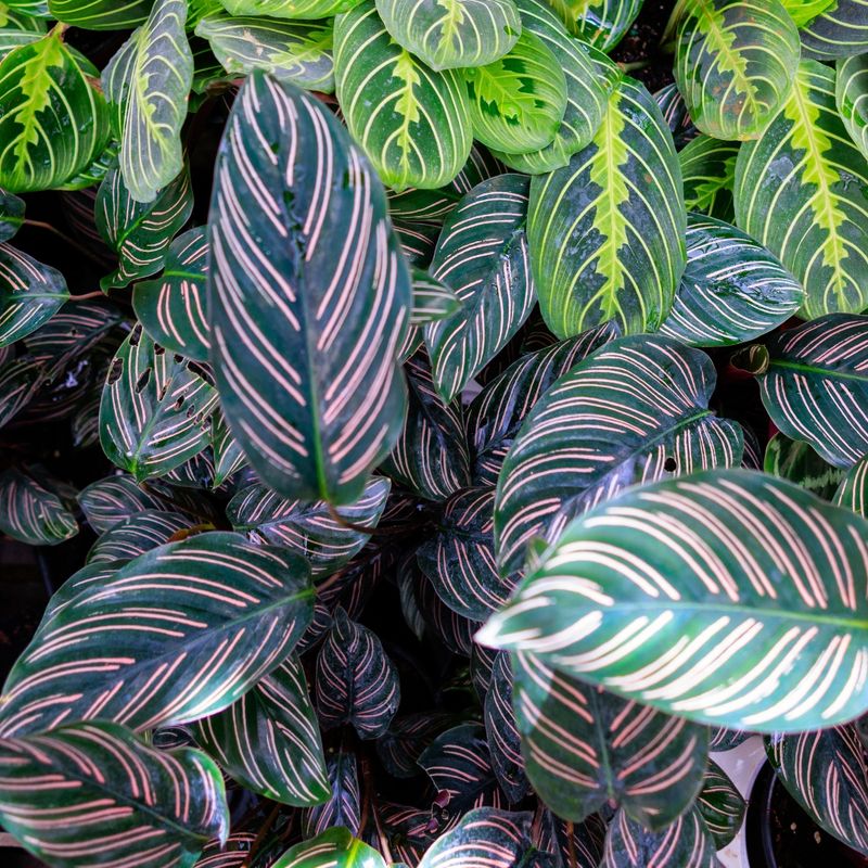 Calathea