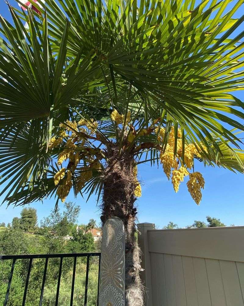 Windmill Palm (Trachycarpus Fortunei)