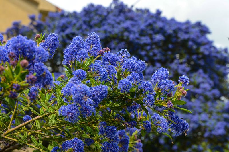 15 Plants In California That Belong In Every Garden - Decor Hint Ceanothus