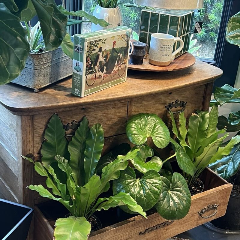 Seabreeze Botanica, Santa Monica