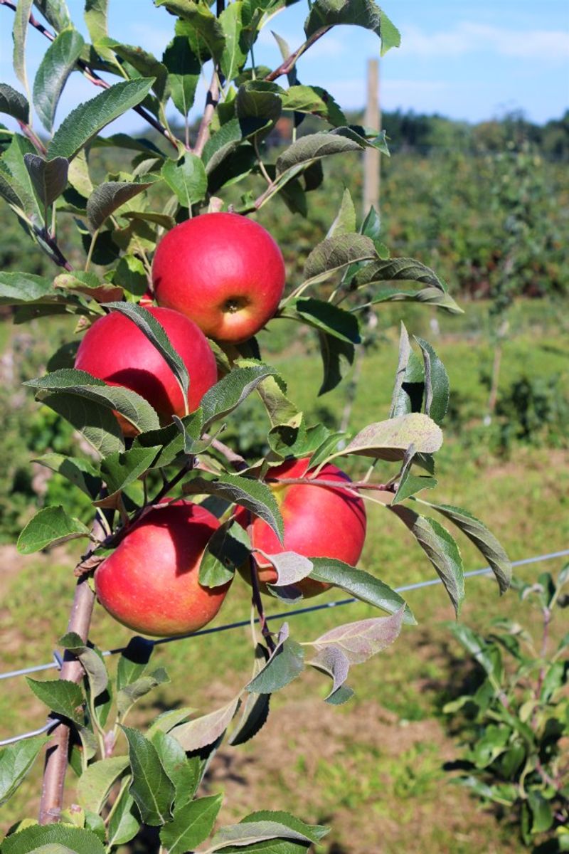 Fennville Cider Week