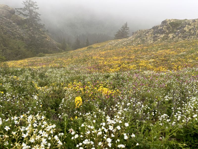 Saddle Mountain Trail