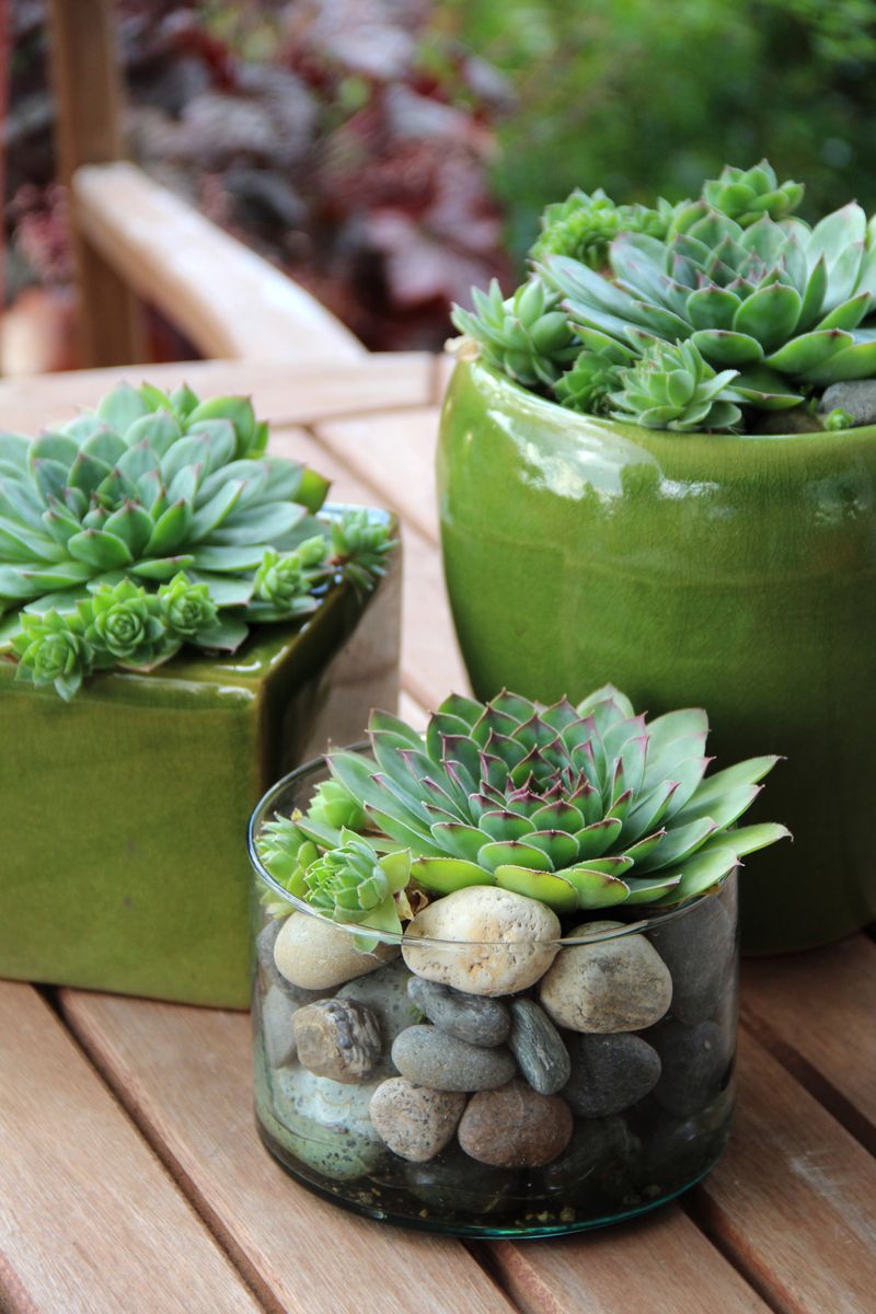 Coastal Botanical Accents