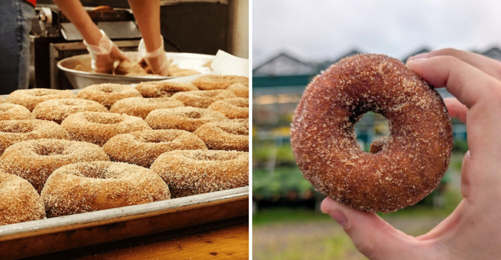 Massachusetts Cider Doughnuts Everyone Craves In Fall - Decor Hint