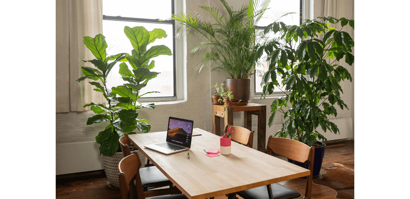 Home Office Productivity Garden in Tallahassee