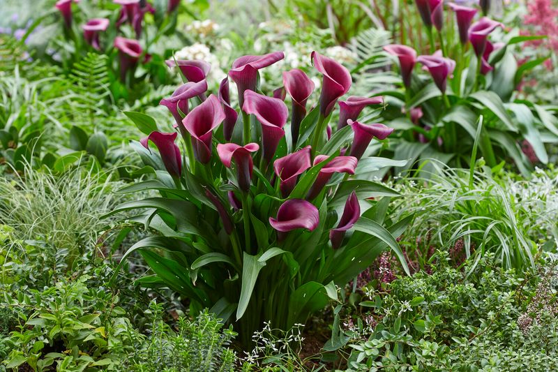 12 Flowers That Thrive In California And Make Your Yard Look Expensive - Decor Hint Calla Lily