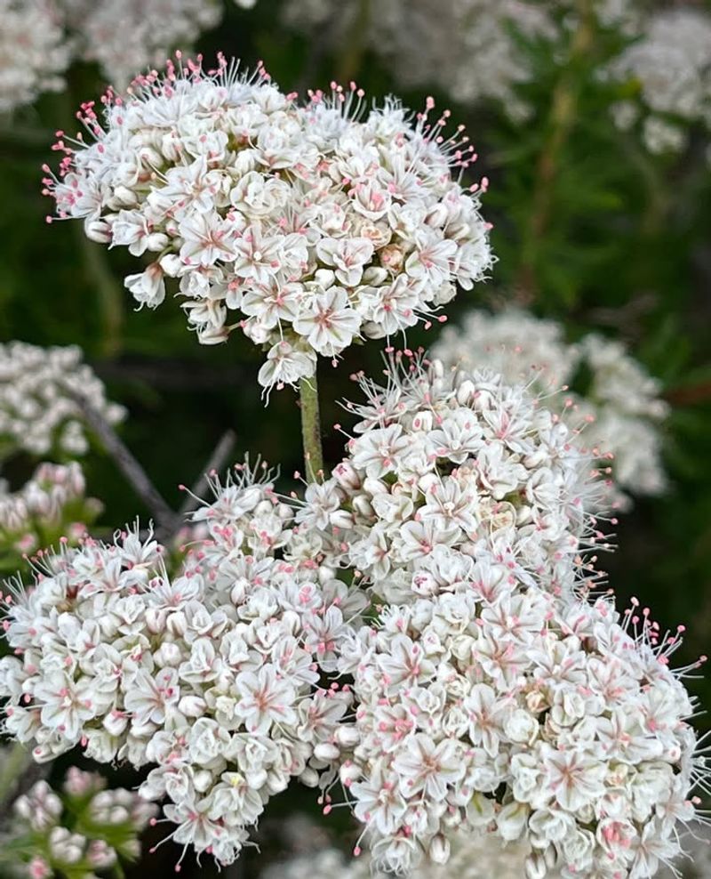 15 Plants In California That Belong In Every Garden - Decor Hint California Buckwheat