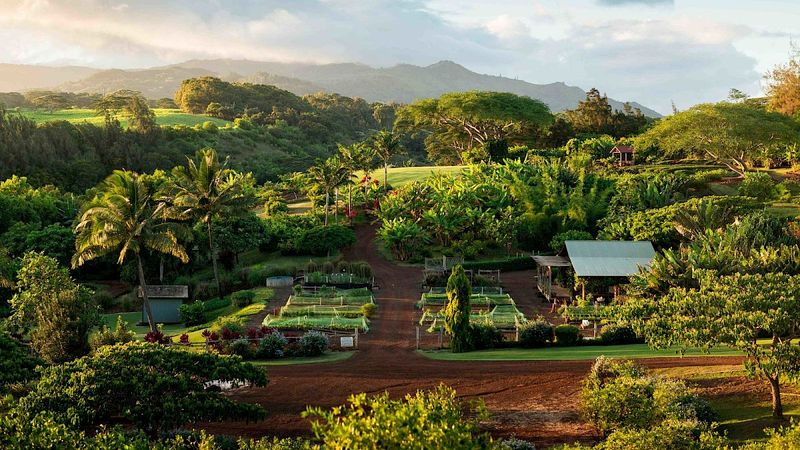 The Exclusive Two-Seat Dining Experience Hidden in Hawaii - Decor Hint From Garden To Plate In Real Time
