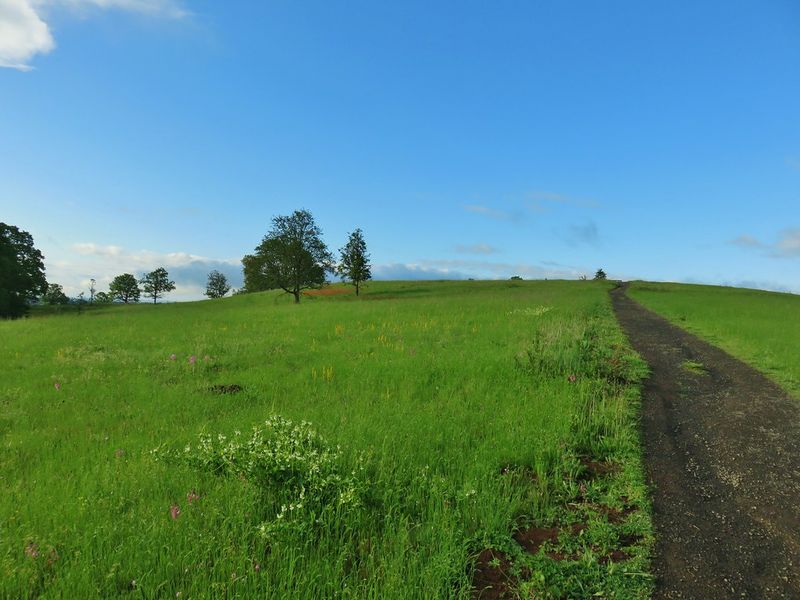 Baskett Slough Oak Uplands
