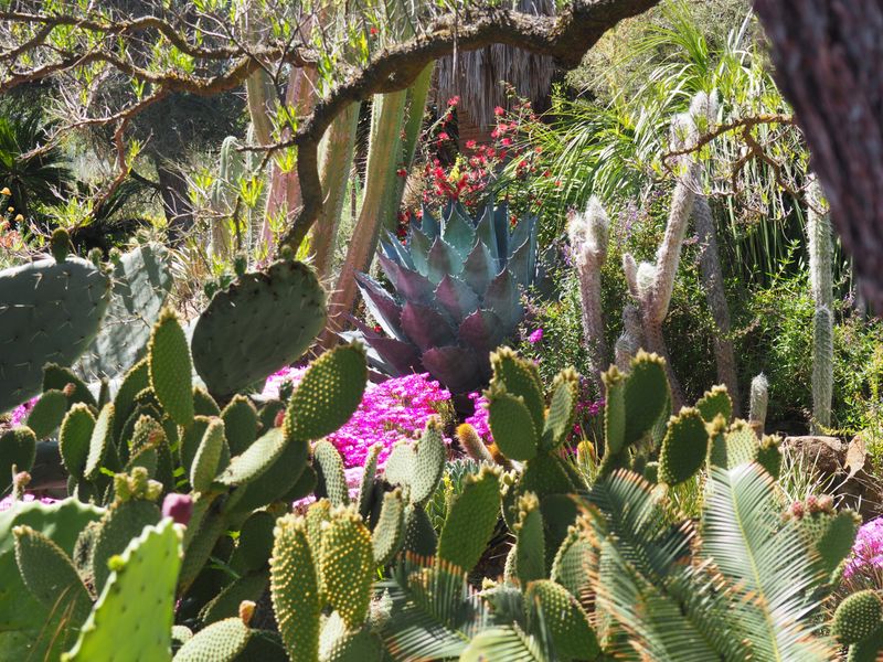The Ruth Bancroft Garden: Desert Artistry in Walnut Creek
