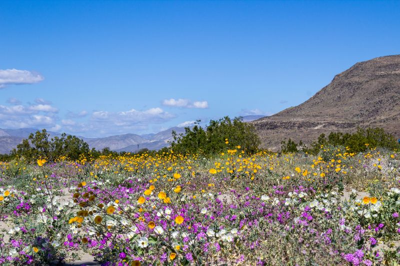 Anza-Borrego Desert State Park
