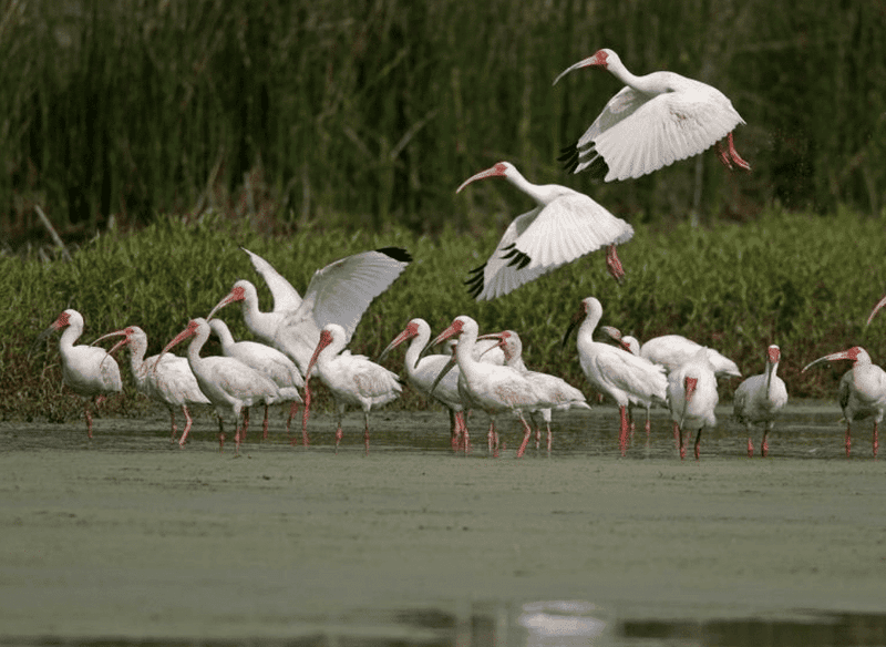 This Beloved Georgia Town Was Just Named The State's Best Winter Getaway - Decor Hint Winter Wildlife And Bird-Watching Opportunities