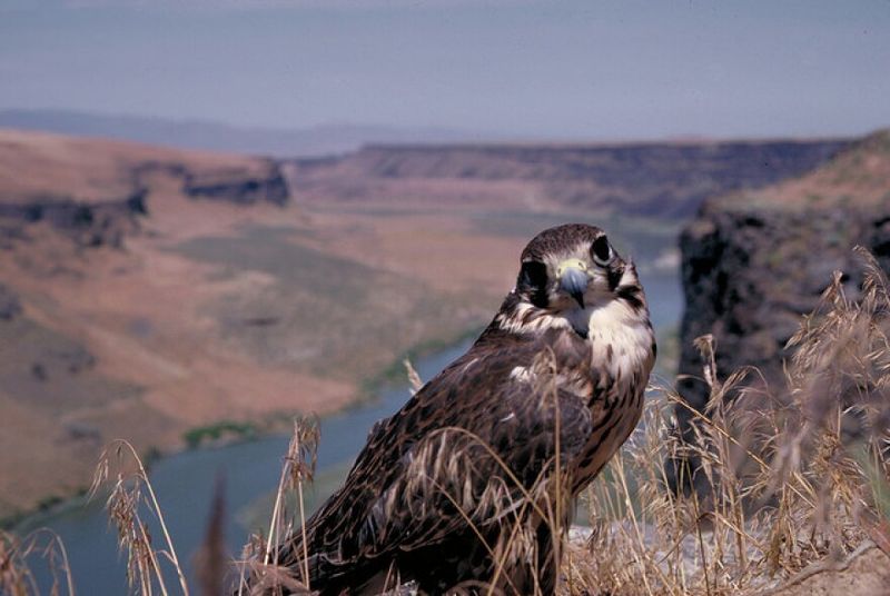 Snake River Birds of Prey National Conservation Area